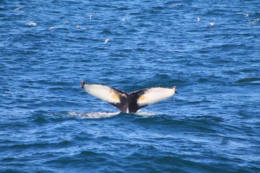 Reykjavik: Whale Watching and Puffin Excursion - Who should book this Reykjavik wildlife combo?