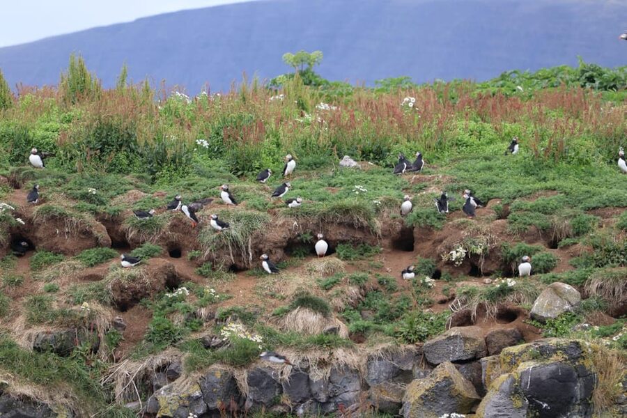 Reykjavik: Whale Watching and Puffin Excursion - Searching for humpback and minke whales