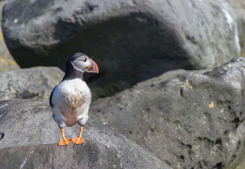 Reykjavik: Whales and Puffins Express Cruise Combo Tour - Key points to know before booking