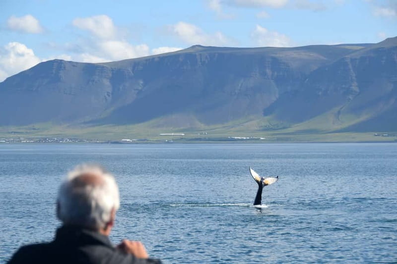 Reykjavik: Whales and Puffins Express Cruise Combo Tour - Should you book the Reykjavik whales and puffins combo?