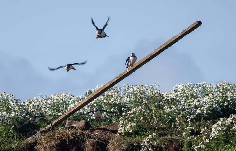 Reykjavik: Whales and Puffins Express Cruise Combo Tour - Two kinds of wildlife, two very different boat trips