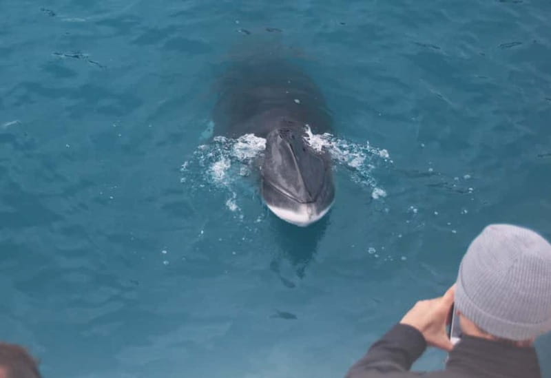 Reykjavik: Whales and Puffins Express Cruise Combo Tour - What the timing means for your day