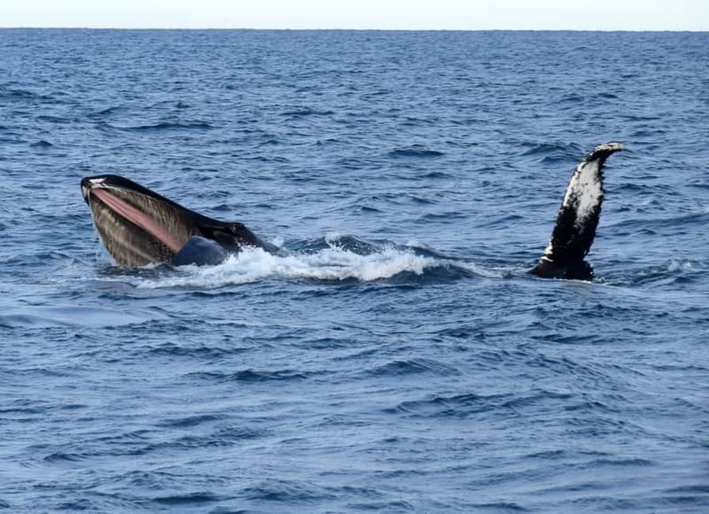 Reykjavik: Whales and Puffins Express Cruise Combo Tour - Weather, sea conditions, and the whale guarantee
