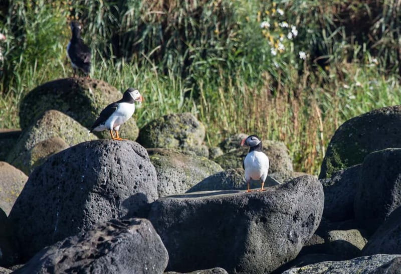 Reykjavik: Whales and Puffins Express Cruise Combo Tour - How good is the value at $153?