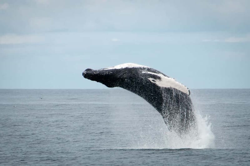 Reykjavik: Whales and Puffins Express Cruise Combo Tour - What the guides add to the experience