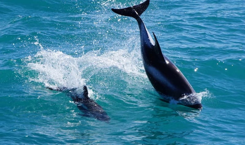 Reykjavik: Whales and Puffins Express Cruise Combo Tour - Who should book this combo?