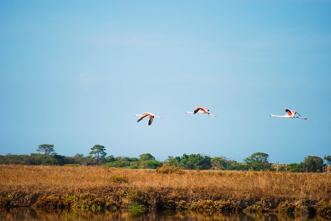 Ria Formosa Natural Park Birdwatching Segway Tour from Faro - Marshes, lagoons, and the Ria Formosa system