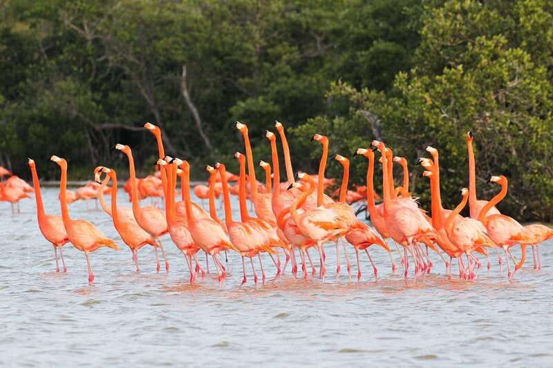 Rio Lagartos and Las Coloradas: EcoSafari Flamingo classic - Key points before you book