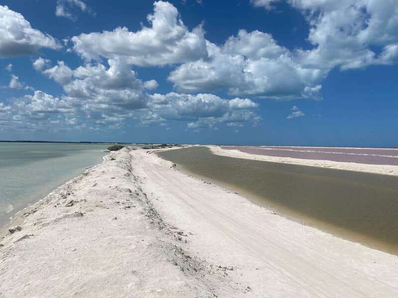 Rio Lagartos and Las Coloradas: EcoSafari Flamingo classic - Flamingos in their feeding area