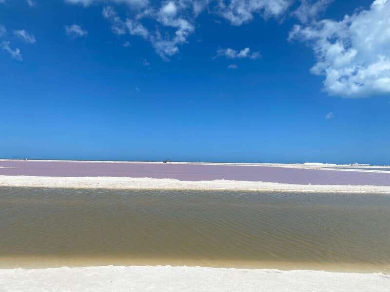 Rio Lagartos and Las Coloradas: EcoSafari Flamingo classic - Mangroves, birds, and the search for crocodiles