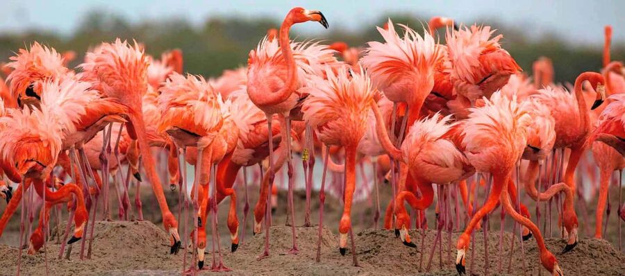 Rio Lagartos and Las Coloradas: Safari Flamingo Luxury - Why this Río Lagartos trip works so well