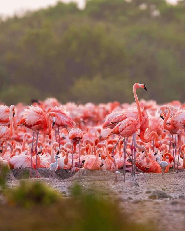 Rio Lagartos and Las Coloradas: Safari Flamingo Luxury - Las Coloradas from behind the salt factory