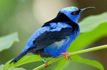 Riviera Maya: Puerto Morelos 4-Hour Bird Watching Tour - Key points to know before you book