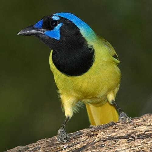 Riviera Maya: Puerto Morelos 4-Hour Bird Watching Tour - Why Puerto Morelos works so well for birdwatching