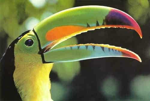 Riviera Maya: Puerto Morelos 4-Hour Bird Watching Tour - Four hours among jungle paths and young forest