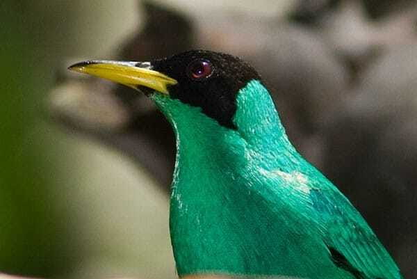 Riviera Maya: Puerto Morelos 4-Hour Bird Watching Tour - What to wear and pack for the morning