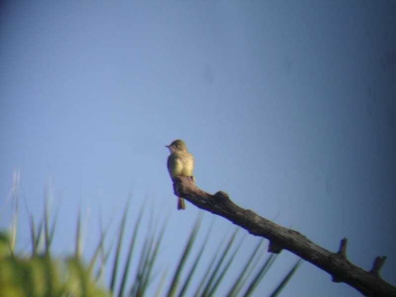 Riviera Maya: Puerto Morelos 4-Hour Bird Watching Tour - Who should book this Puerto Morelos outing