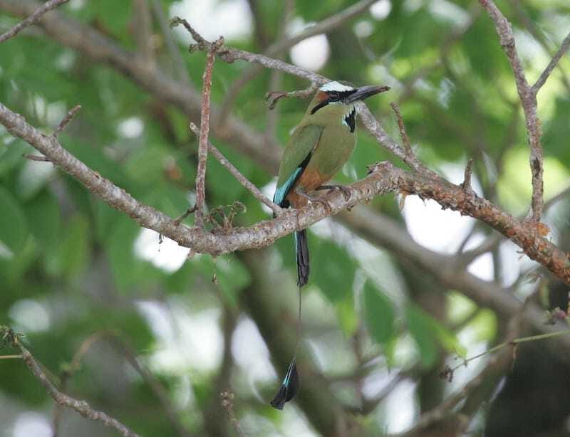 Riviera Maya: Puerto Morelos 4-Hour Bird Watching Tour - Booking flexibility and practical details