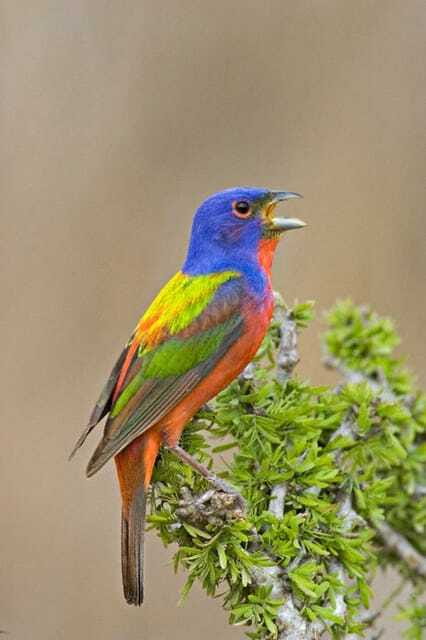 Riviera Maya: Puerto Morelos 4-Hour Bird Watching Tour - The 6:00 a.m. pickup and ride to the jungle