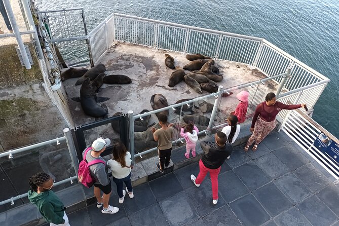 Robben Island Cape Of Good Hope Penguins Including Ferry Ticket - Timing, comfort, and who should book