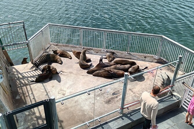 Robben Island Cape Of Good Hope Penguins Including Ferry Ticket - Boulders Beach and the African penguins