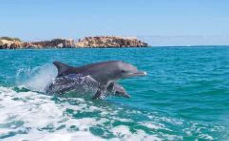 Rockingham: Shoalwater Islands, Dolphins, and Sea Lions Tour - Quick points before you book