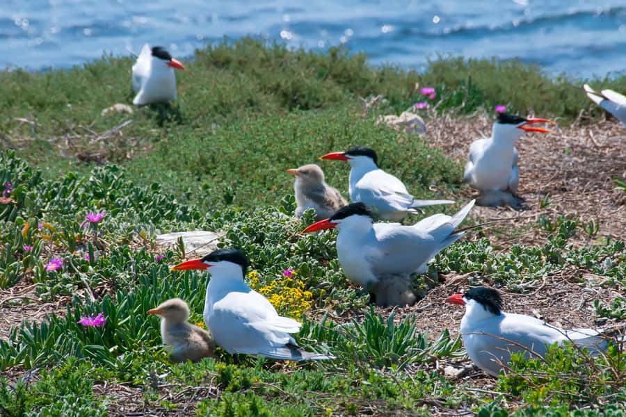 Rockingham: Shoalwater Islands, Dolphins, and Sea Lions Tour - A quick wildlife cruise from Perth