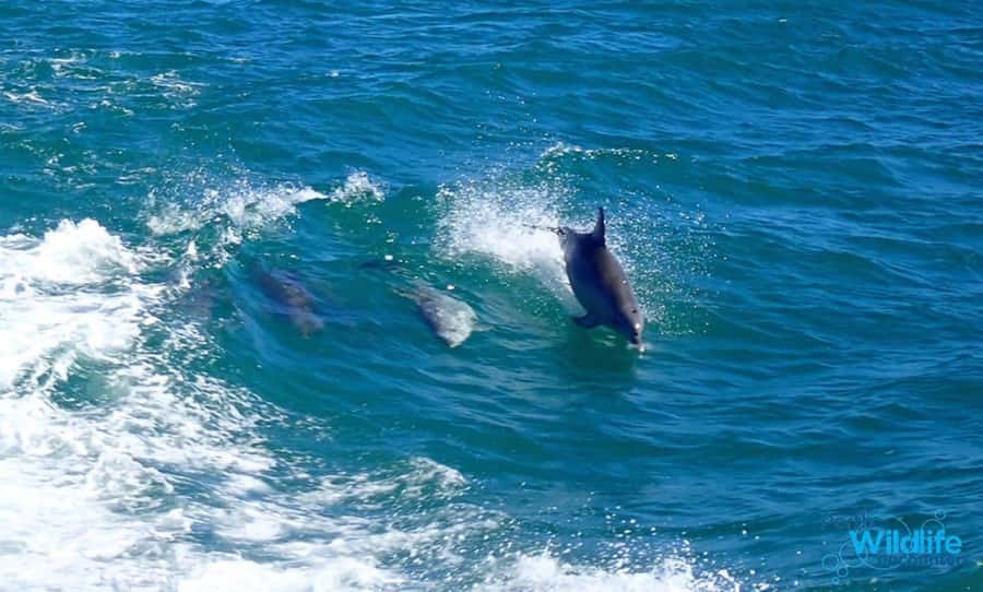 Rockingham: Shoalwater Islands, Dolphins, and Sea Lions Tour - Penguin Island, Seal Island, and Bird Island