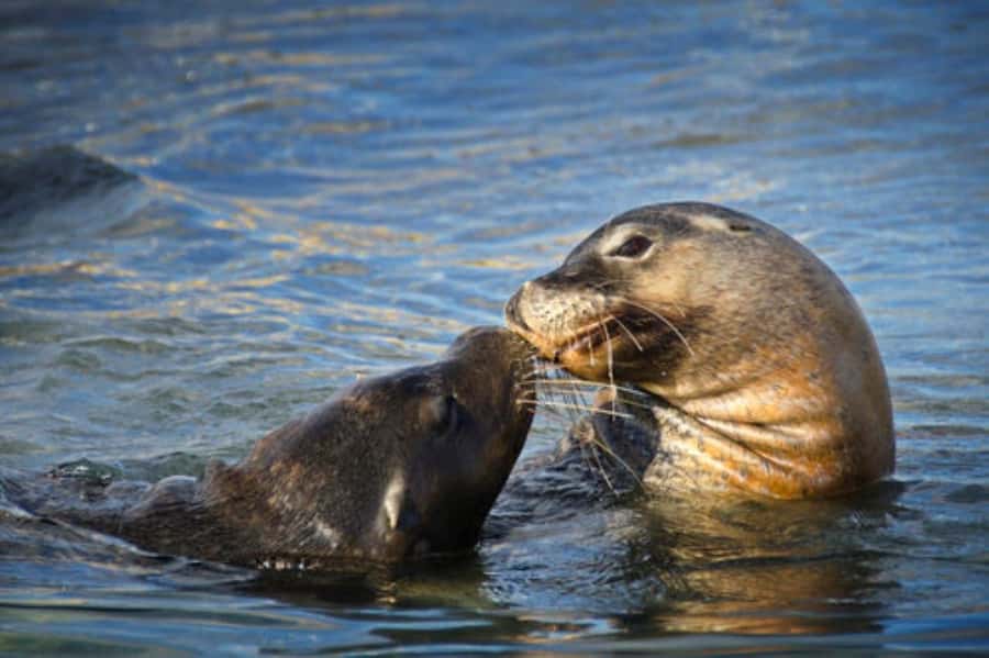 Rockingham: Shoalwater Islands, Dolphins, and Sea Lions Tour - Weather, comfort, and island closures