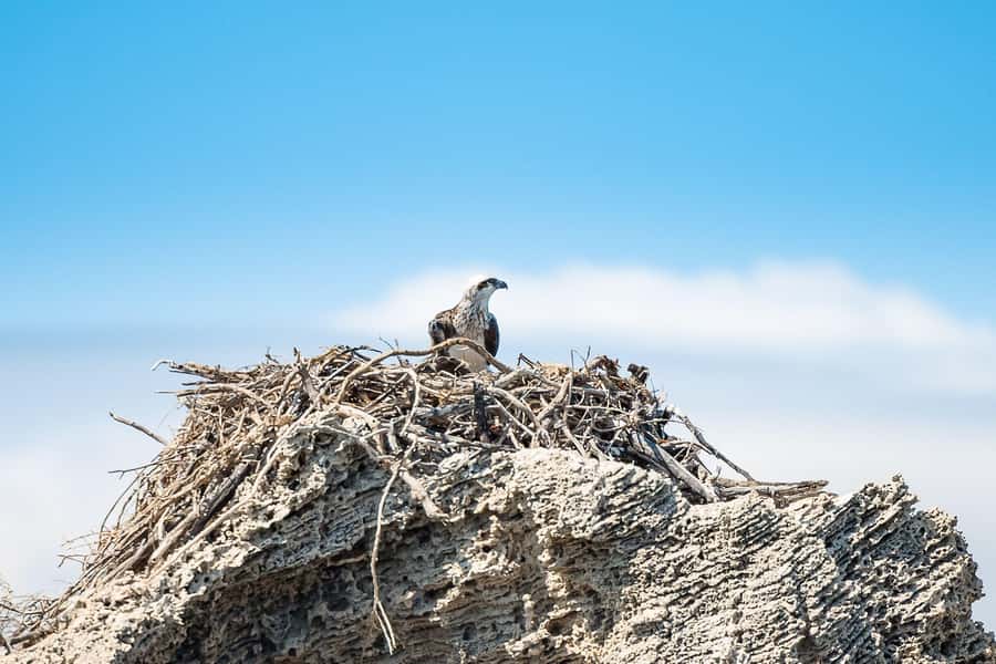Rockingham: Shoalwater Islands, Dolphins, and Sea Lions Tour - Booking details that matter