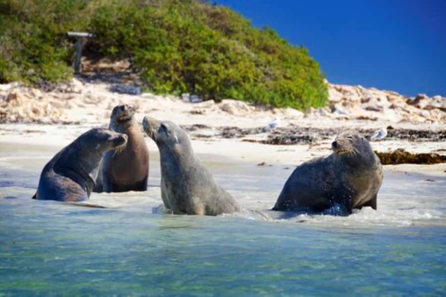 Rockingham: Shoalwater Islands, Dolphins, and Sea Lions Tour - What happens after check-in