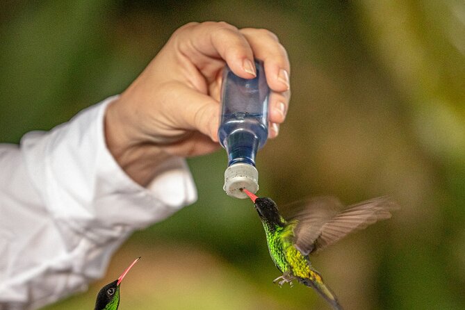 Rockland Bird Sanctuary plus Montego Bay Highlights & Shopping Private Tour - Why Rocklands is the heart of this Montego Bay tour