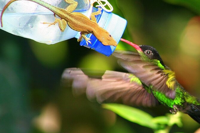Rockland Bird Sanctuary plus Montego Bay Highlights & Shopping Private Tour - Sitting on the patio with the wider birdlife