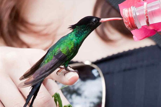 Rockland Bird Sanctuary Private Tour - The hummingbird moment at Rockland Bird Sanctuary