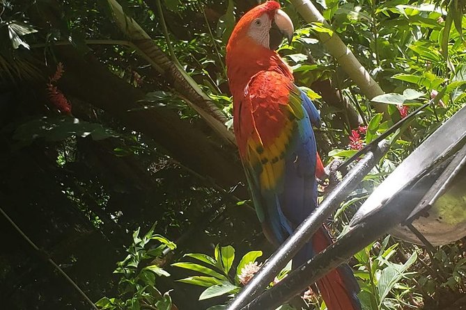 Rockland Bird Sanctuary Tour [Transportation] Hotel Pick-Up - The hummingbirds are the main attraction
