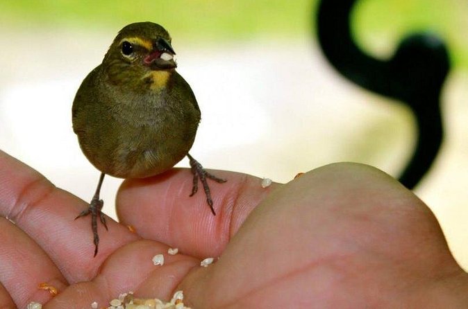 Rockland Bird Sanctuary Tour [Transportation] Hotel Pick-Up - What the one-hour sanctuary visit feels like
