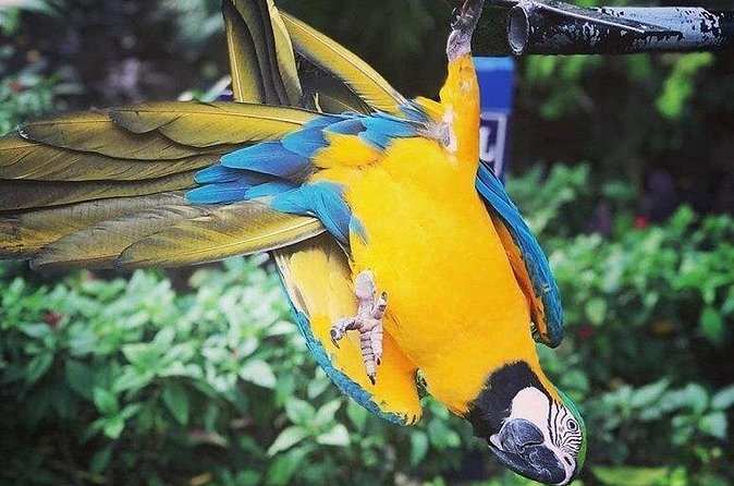 Rockland Bird Sanctuary Tour [Transportation] Hotel Pick-Up - Practical details that affect your day