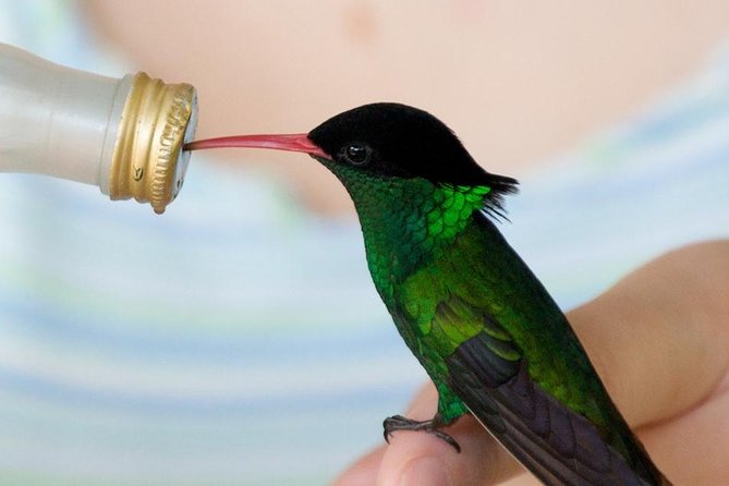 Rockland Bird Sanctuary Tour [Transportation] Hotel Pick-Up - Which birds might you see?