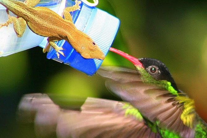 Rockland's Bird Sanctuary Tour from Montego Bay/ Falmouth - Paying $70 plus the separate admission fee