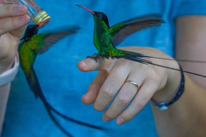 Rocklands Bird Sanctuary and Montego Bay Highlights - Why Rocklands is more than a quick bird stop