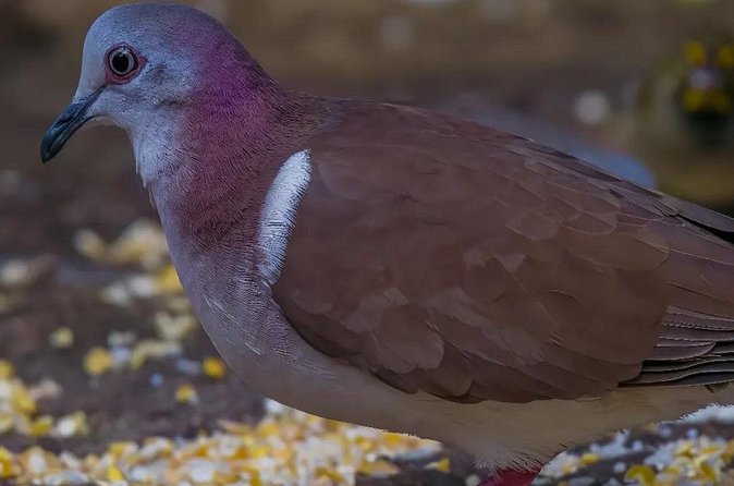 Rocklands Bird Sanctuary and Montego Bay Highlights - The hummingbird feeding experience