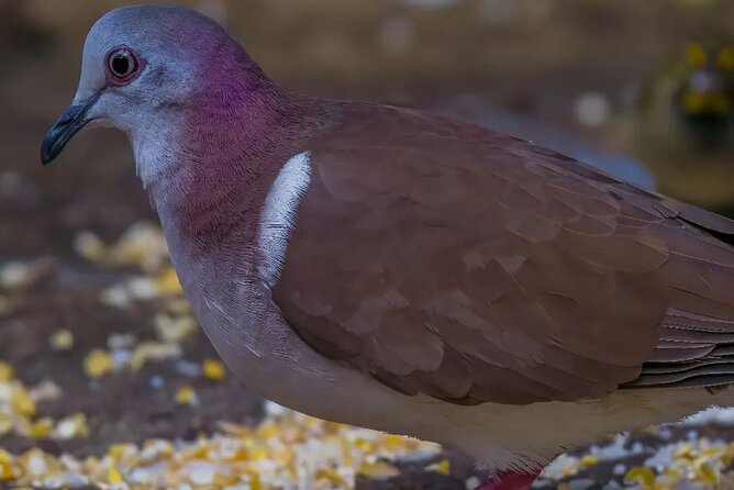 Rocklands Bird Sanctuary and Montego Bay Highlights - Looking for Jamaica’s other bird species