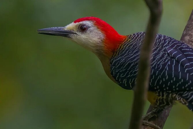 Rocklands Bird Sanctuary and Montego Bay Highlights - Montego Bay views from the hills