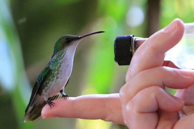Rocklands Bird Sanctuary and Montego Bay Highlights - What the $120 price includes