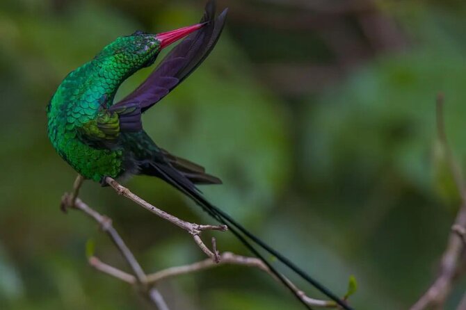 Rocklands Bird Sanctuary and Montego Bay Highlights - The ride from Montego Bay to Anchovy