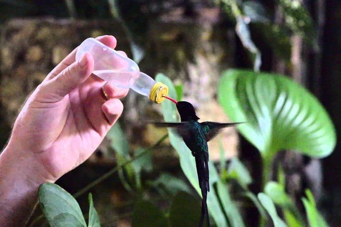 Rocklands Bird Sanctuary & City Highlights plus Shopping from Montego Bay - Rocklands Bird Sanctuary is the reason to go