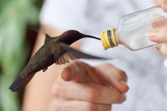 Rocklands Bird Sanctuary & City Highlights plus Shopping from Montego Bay - What the six-hour schedule feels like