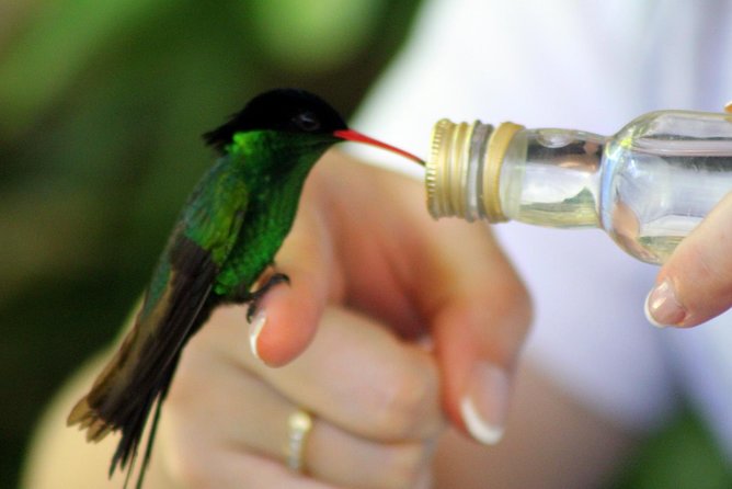 Rocklands Bird Sanctuary & City Highlights plus Shopping from Montego Bay - Is $135 good value?