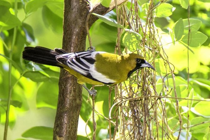 Rocklands Bird Sanctuary & City Highlights plus Shopping from Montego Bay - Who will enjoy this tour most?