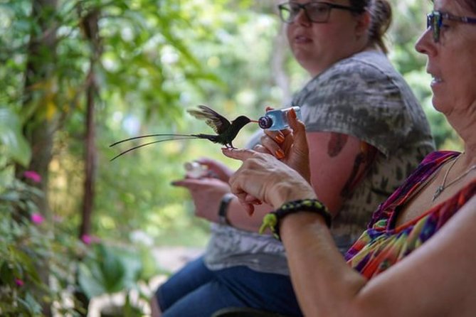 Rocklands Bird Sanctuary & City Highlights plus Shopping from Montego Bay - Sam Sharpe Square offers a quick look at downtown Montego Bay